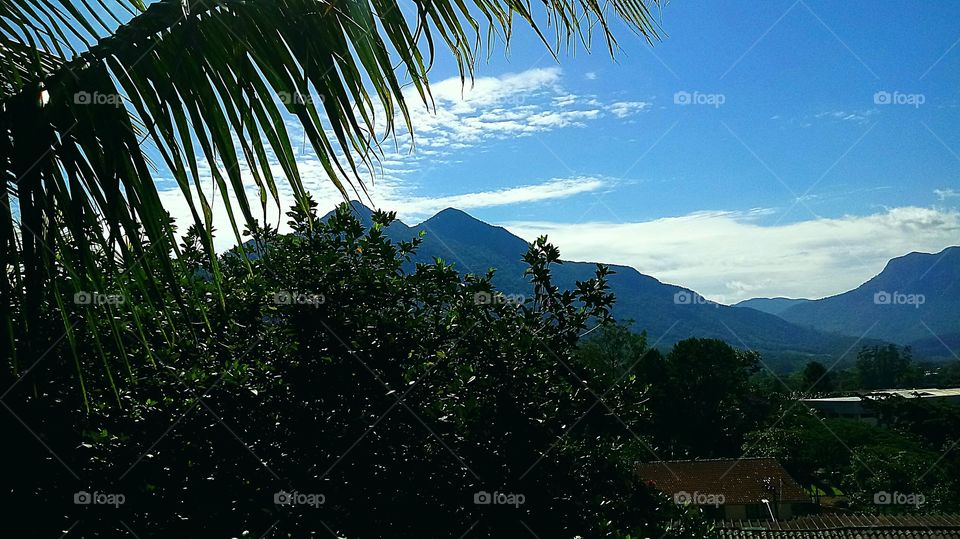 FOLHAS PALMITO ARBUSTOS