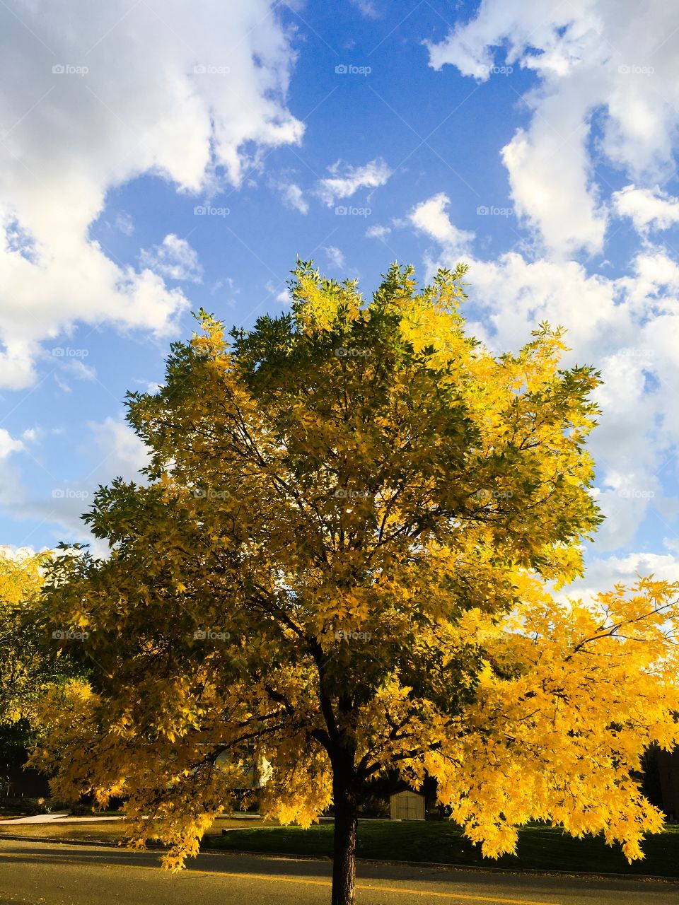 Fall tree