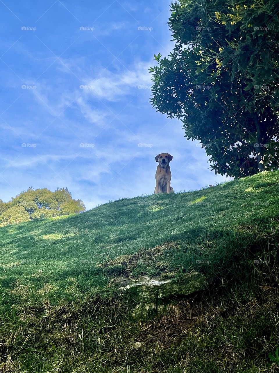A happy dog enjoyed in the park