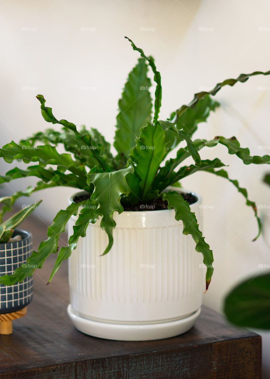 Birds Nest Fern in White Pot