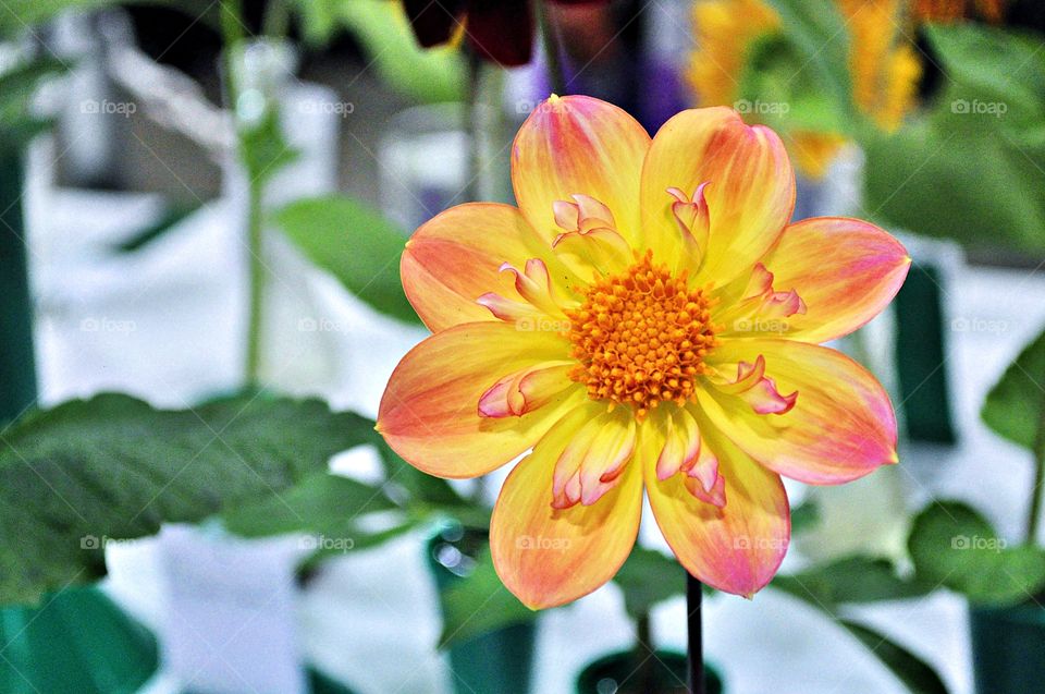 Extreme close-up of yellow flower