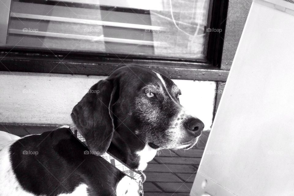 Beautiful hound