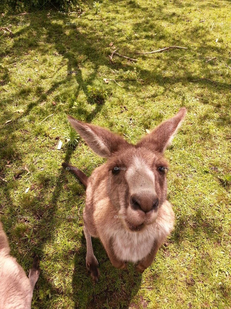 Kangaroo in Sydney looking in your eyes