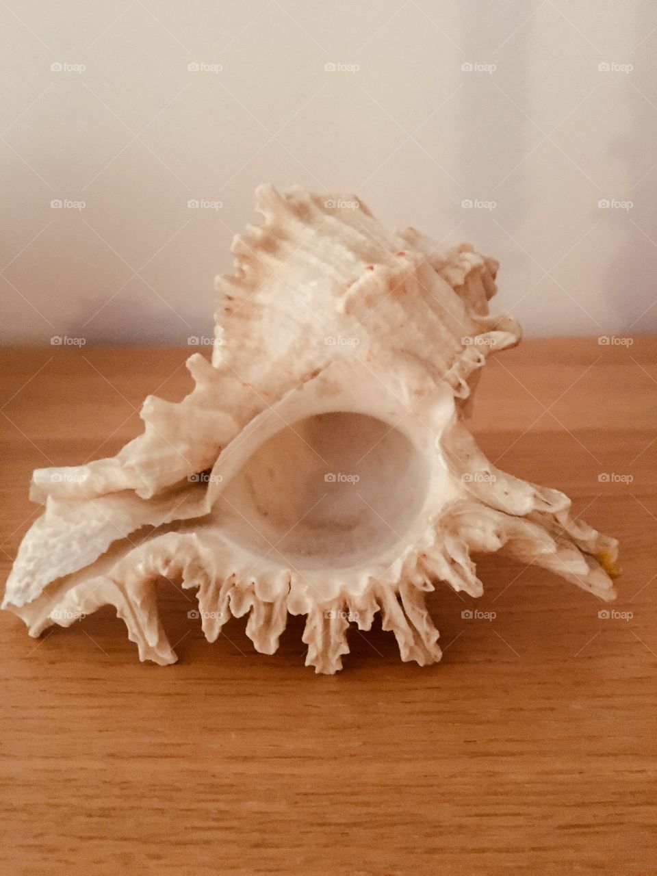 Seashell closeup