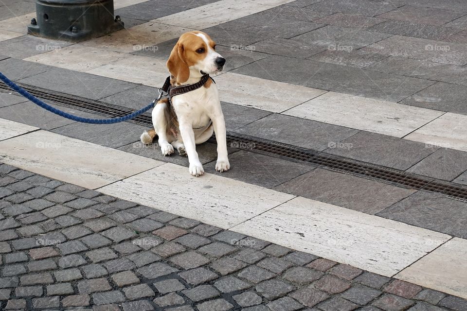 Beagle in the city