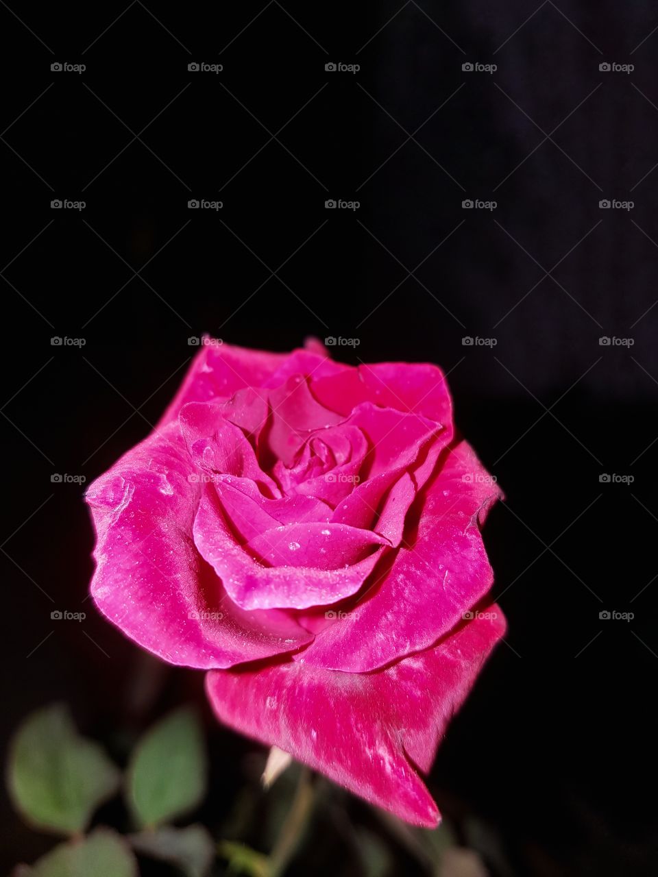 Beautiful single blooming Rose on isolated dark background.