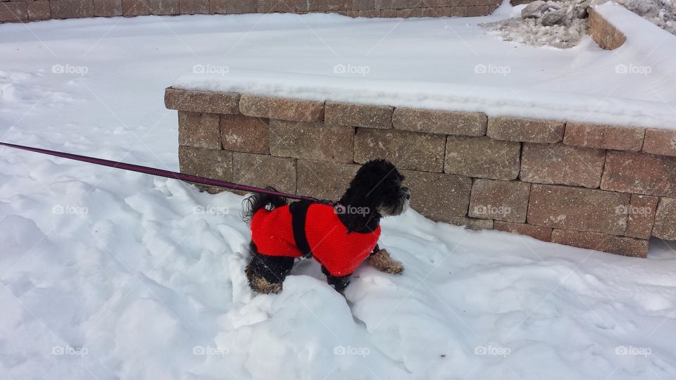 Cute Dog in Sweater