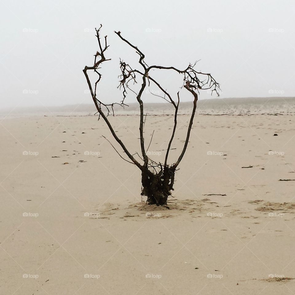 Beach sculpture