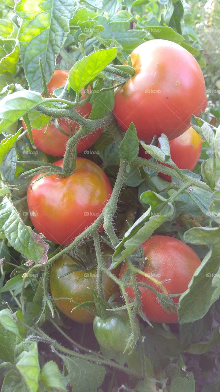 tomatoes