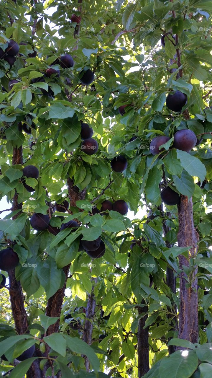 Ripe and sweet plums on tree