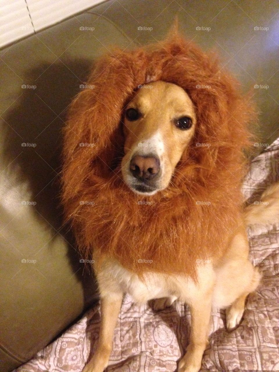 Hear me roar.  My dog in a lion mane costume.  Dressed up for Halloween.