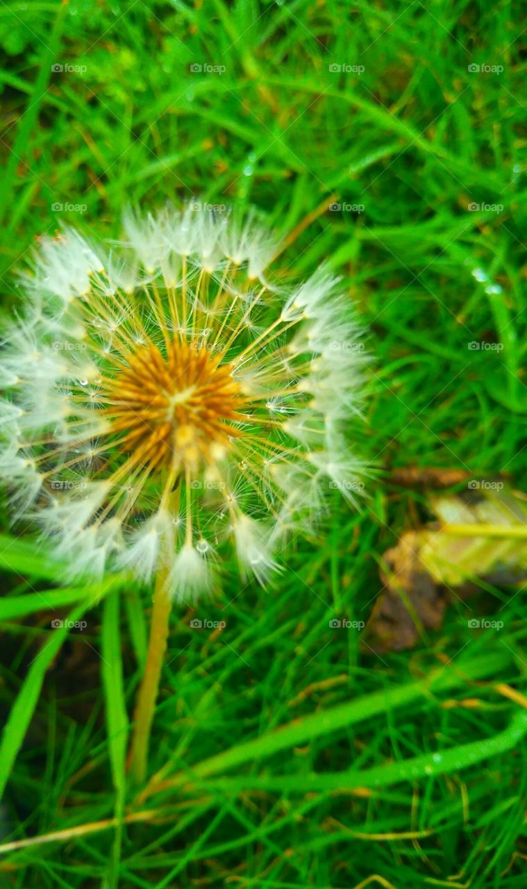 Dandelion close up