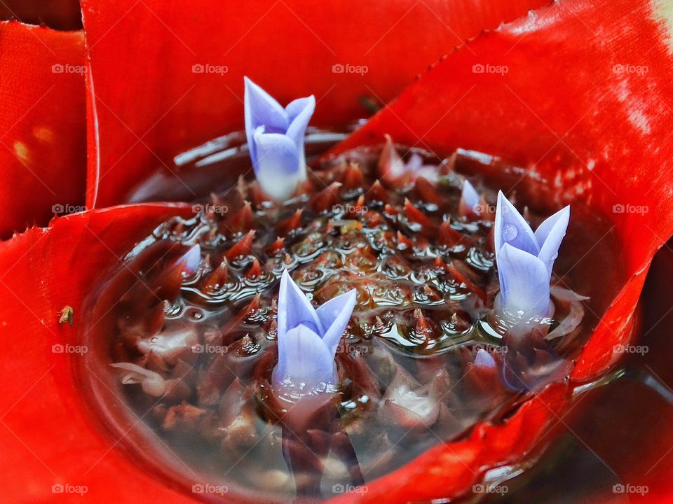 Pitcher Plant In Bloom. Brilliant Tropical Bromeliad Pitcher Plant In Bloom
