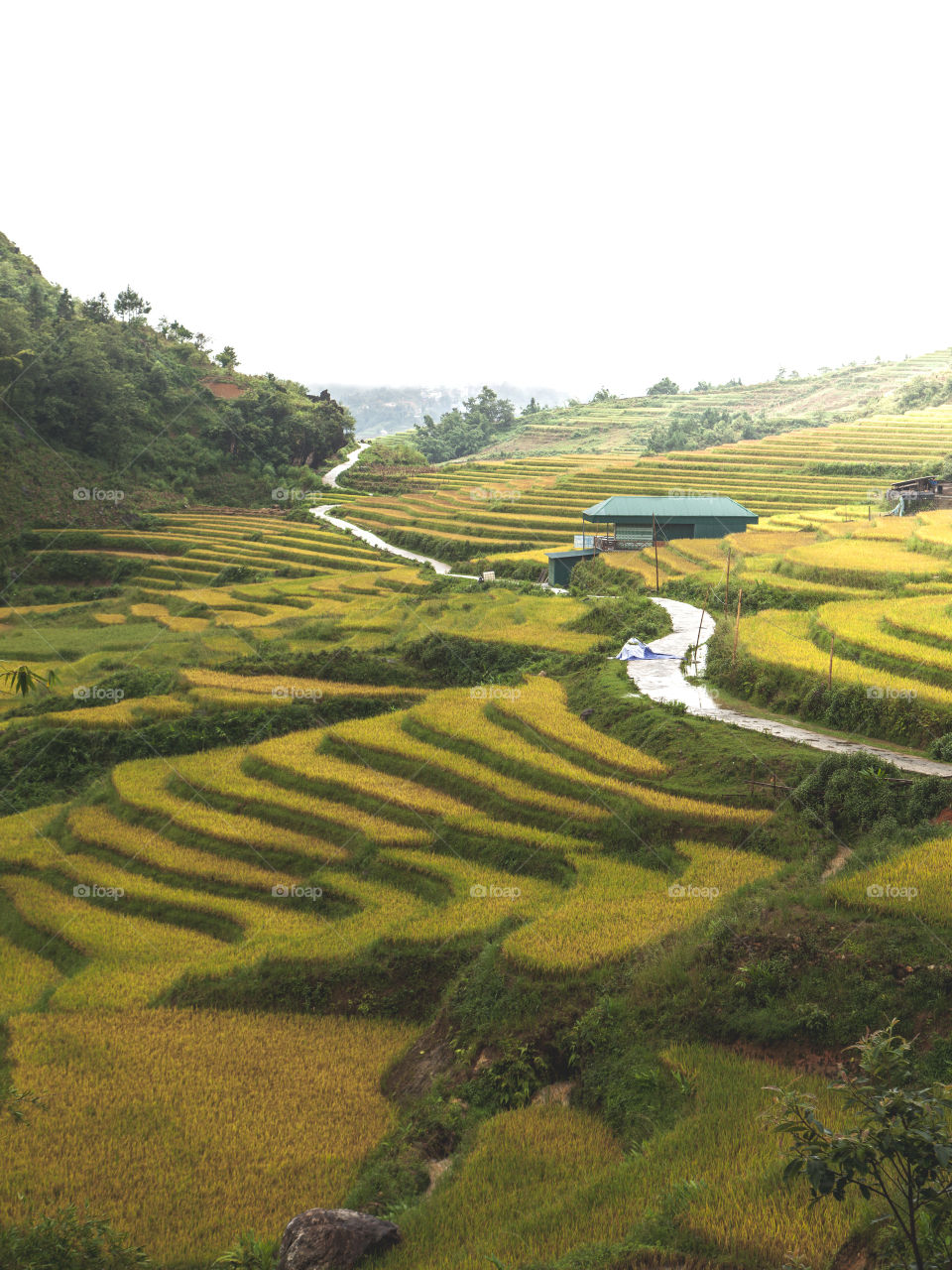 Rice terraces at mu cang chai, vietnam