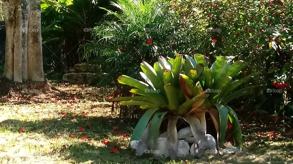 BROMÉLIAS NO CHÃO