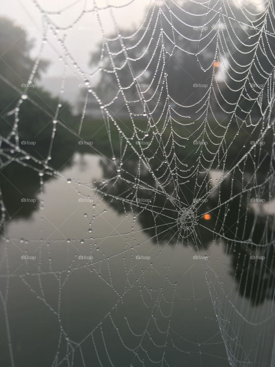 Spider, Spiderweb, Cobweb, Trap, Arachnid