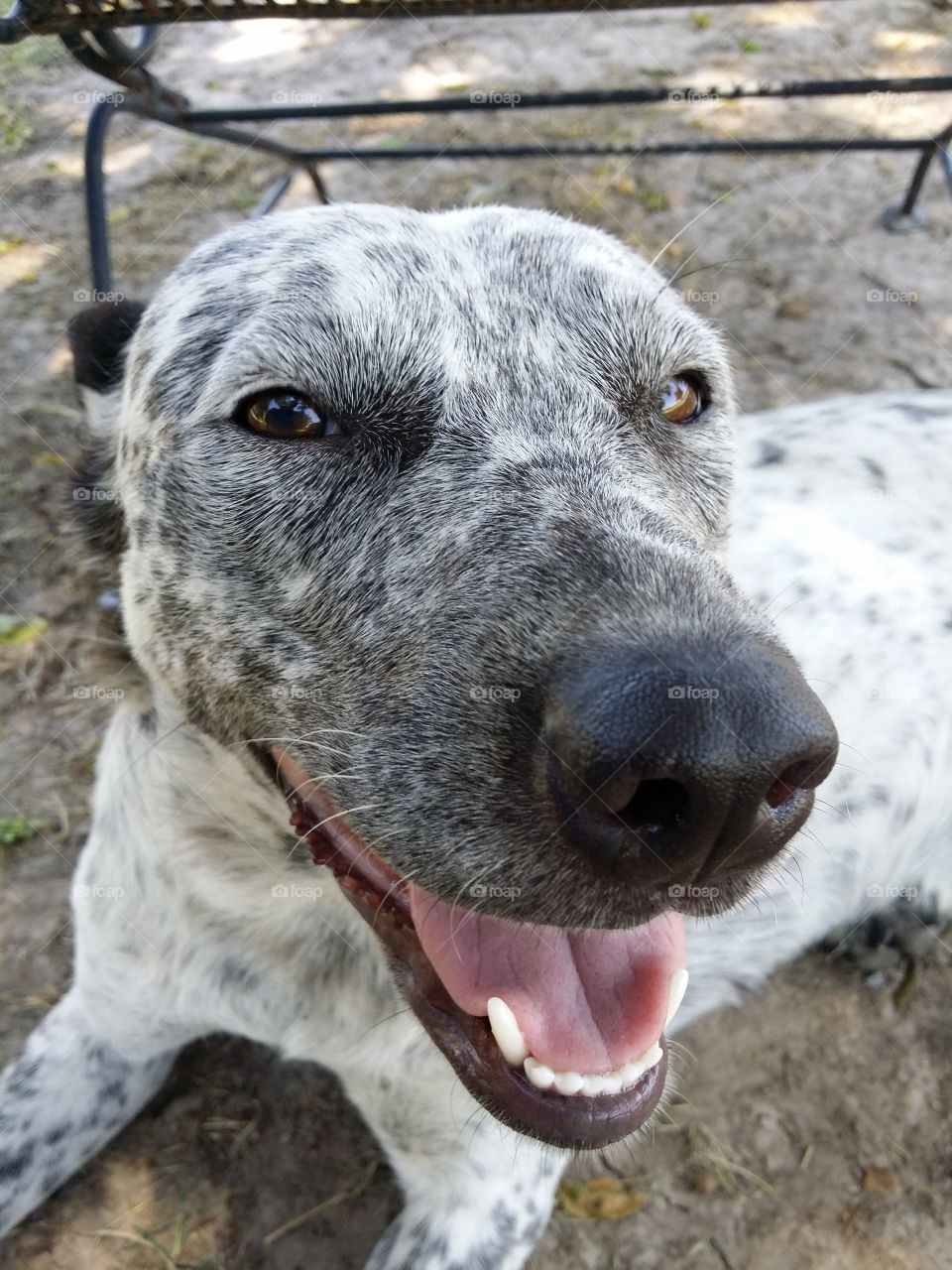 Close-up of a dog