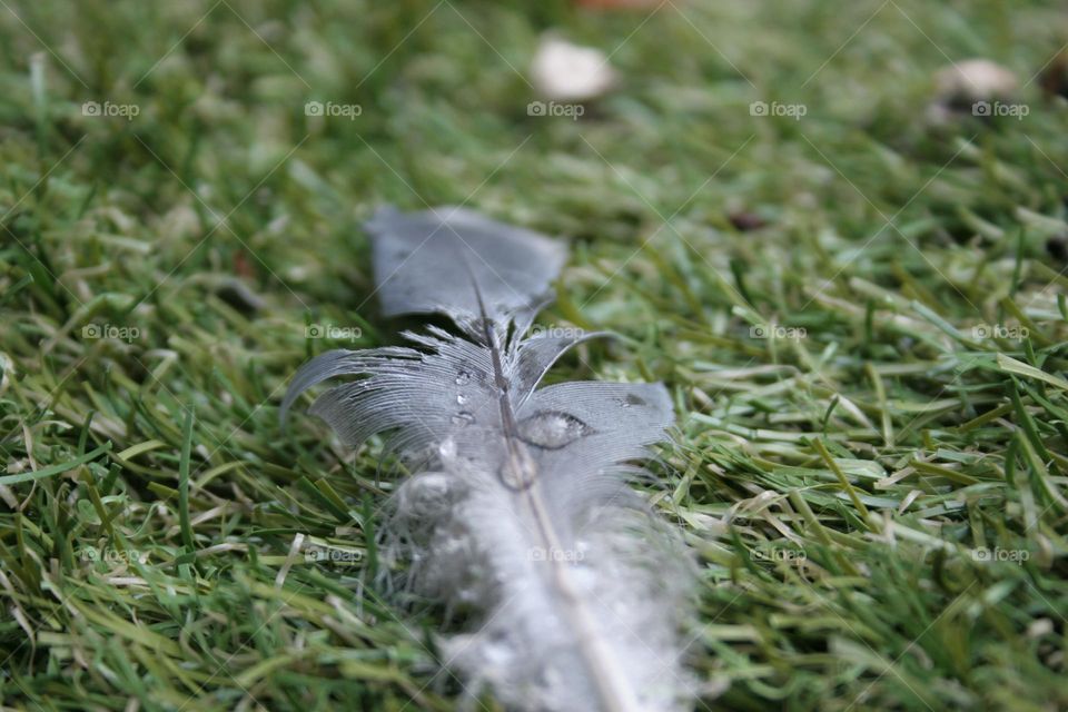 Raindrops on a feather.