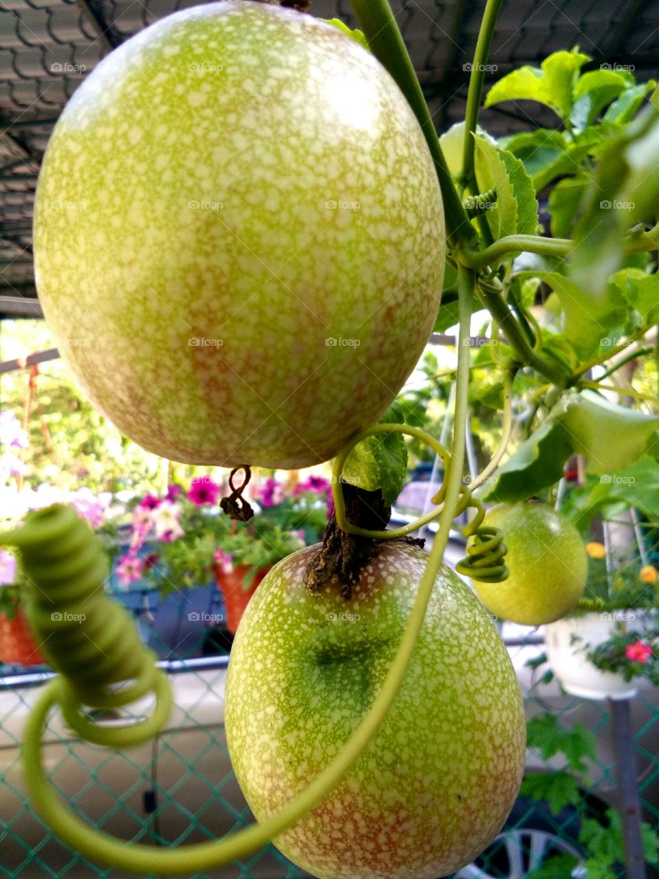 passionfruit