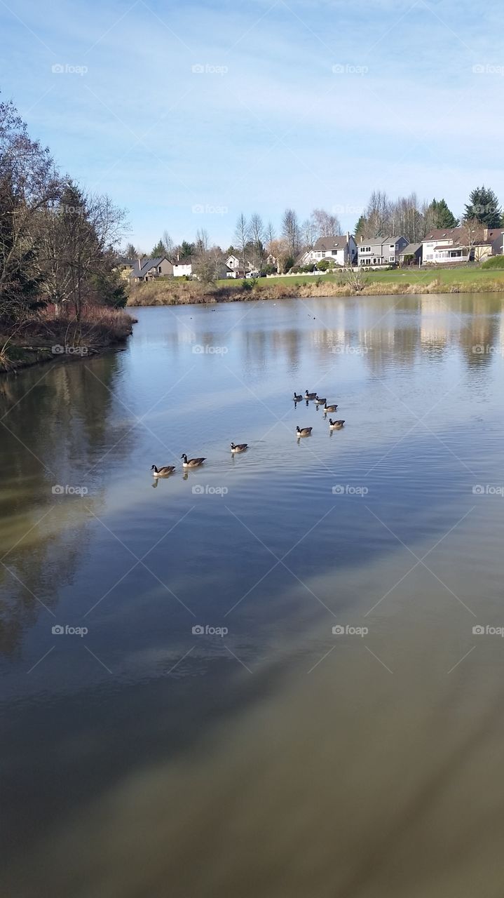 Ducks. lake view 