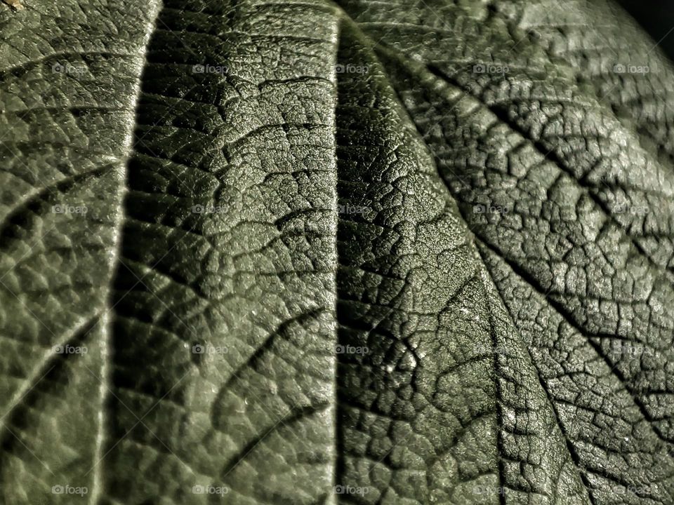 The surface of the leaf looks like skin.