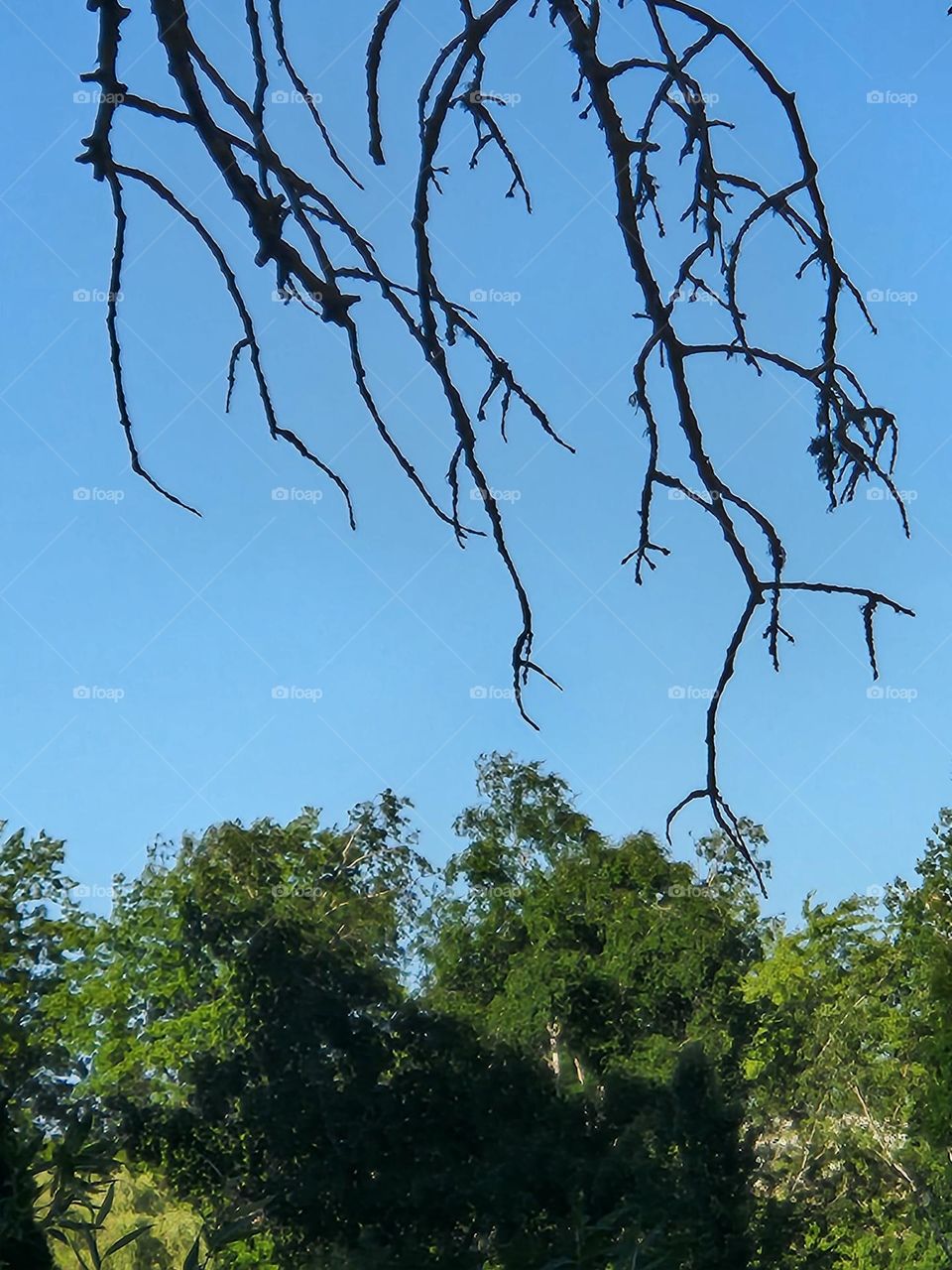 bare branches silhouette contrasting against blue sky and green trees