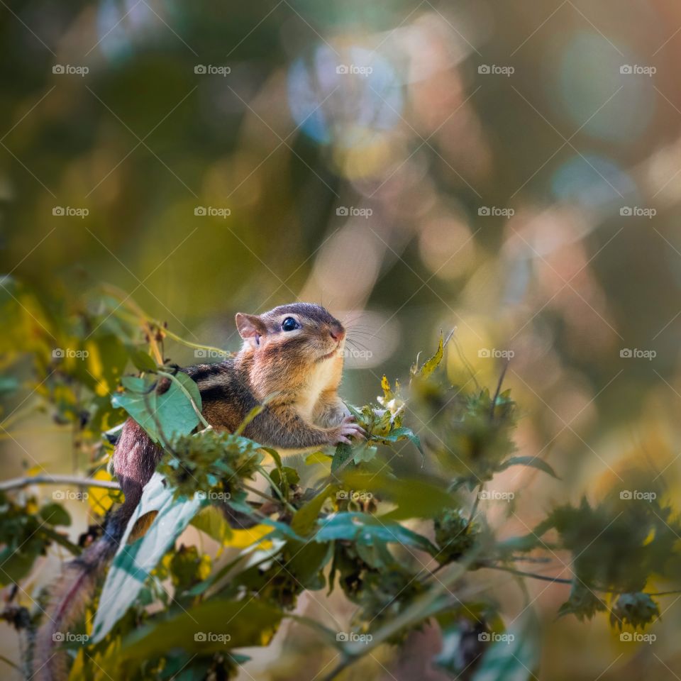 Chipmunk. Capture this one at a park, they are extremely fast creatures so it was quite a challenge to get this one! Hope you like it! 