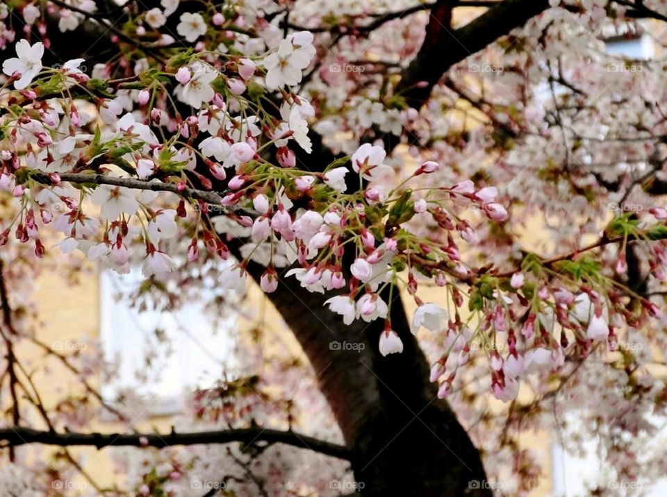 Cherry tree in bloom