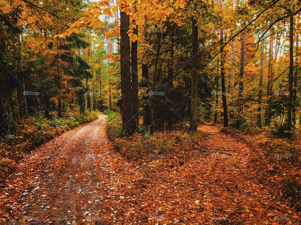 Fall, Leaf, Wood, Tree, Landscape