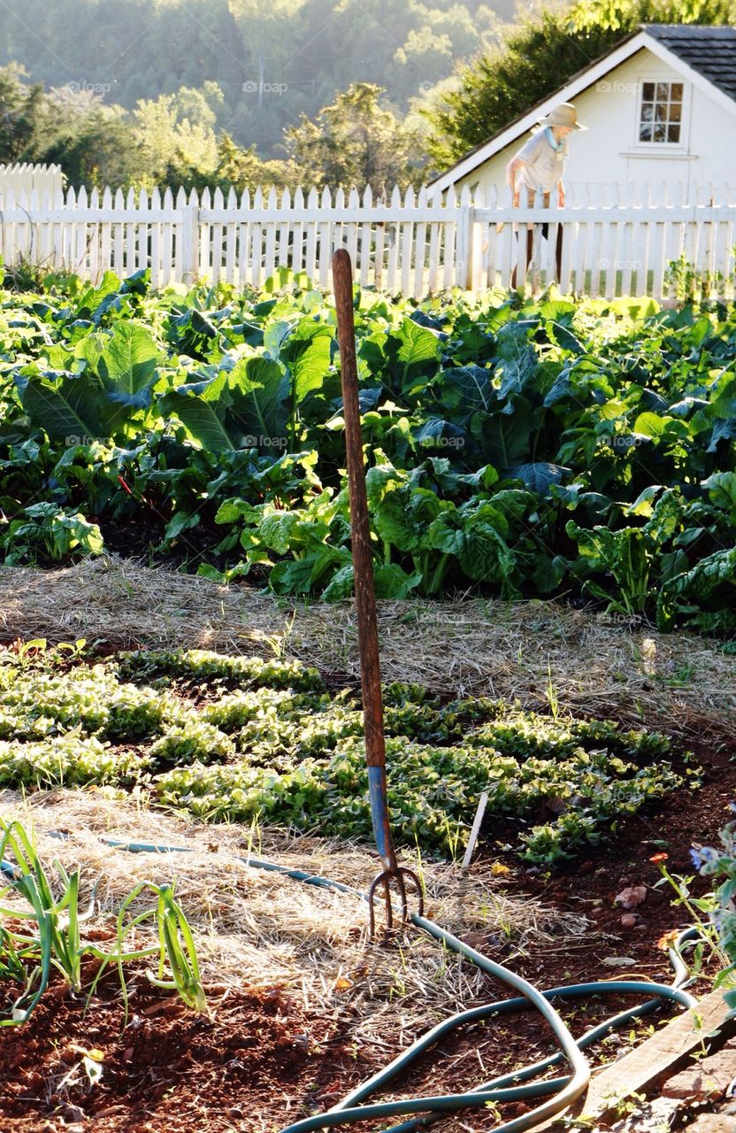 Tending the Garden