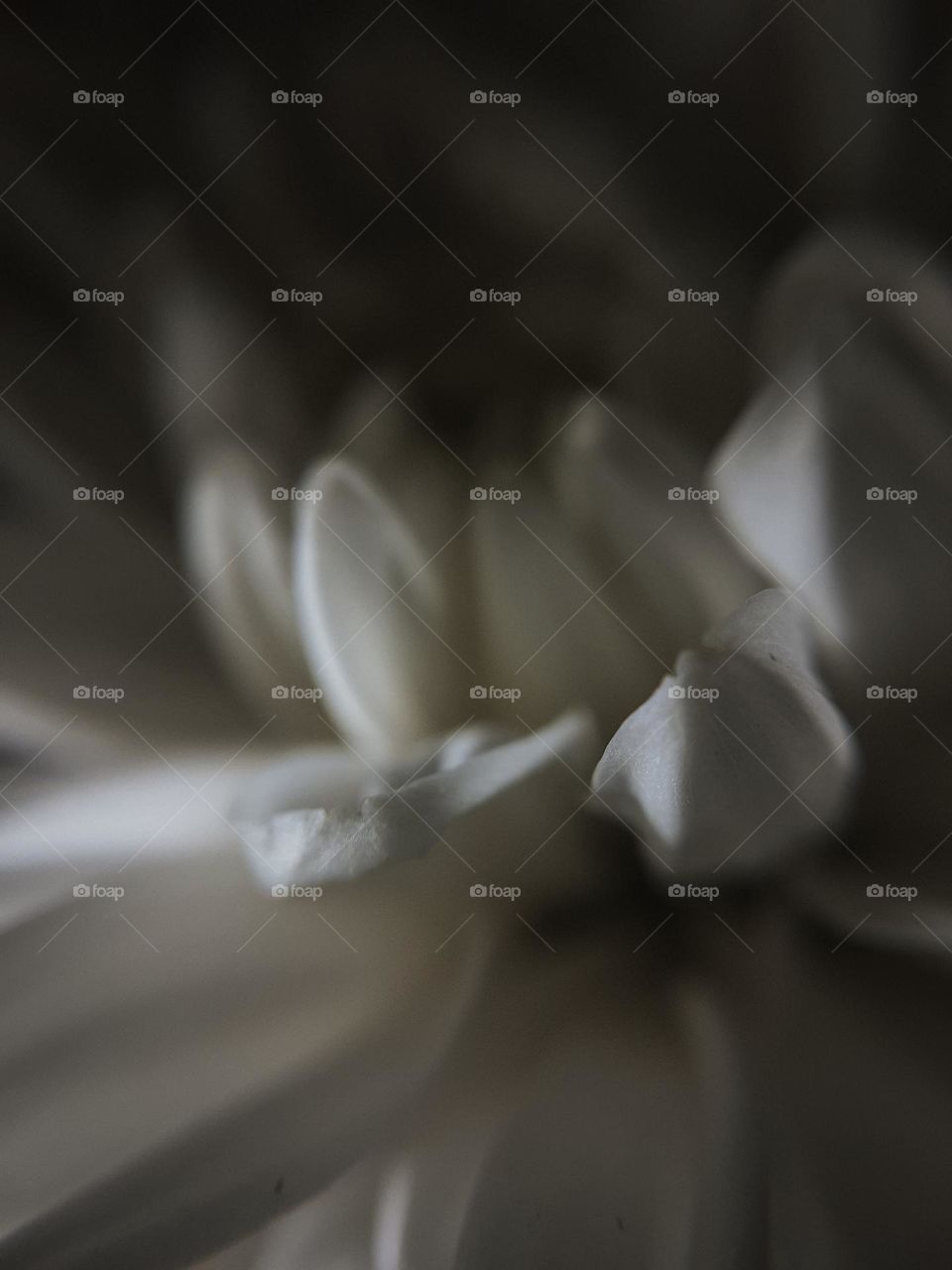 Macro photo of chrysanthemum petals