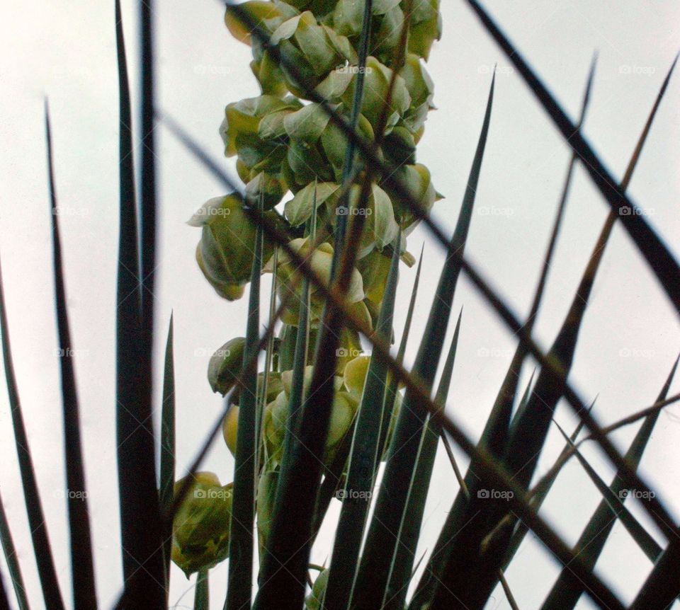 Yuca plant
