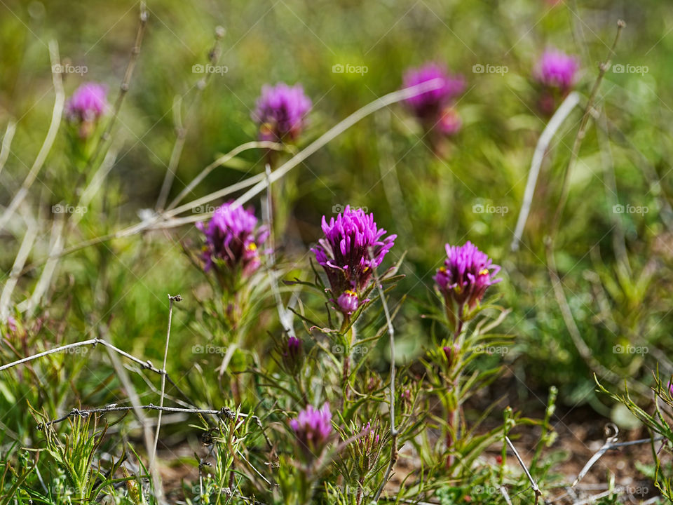 Purple wildflowers spring out of the Arizona desert