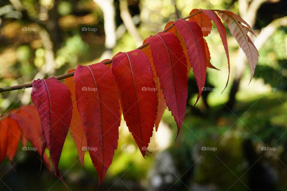 Branche de sumac aux couleurs d'automne 