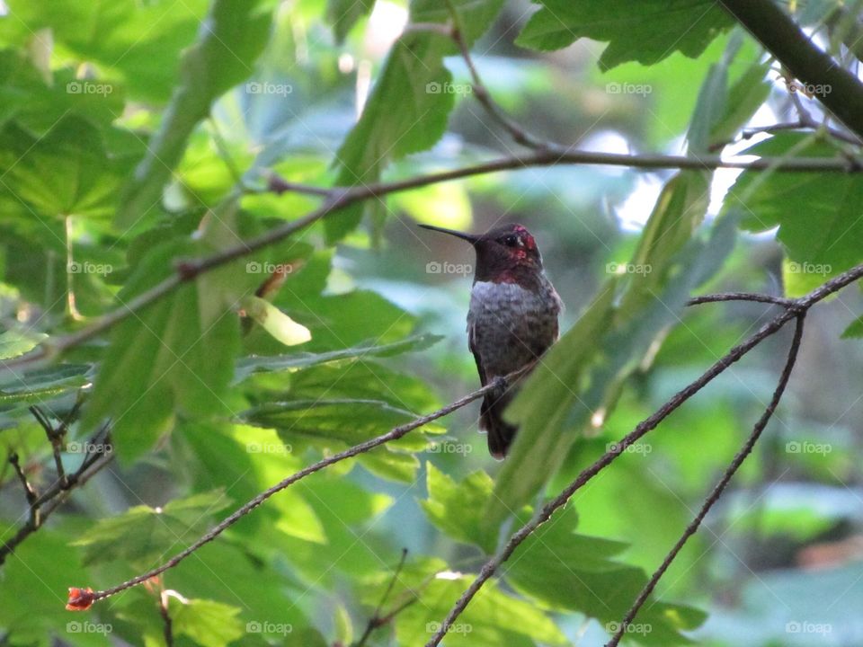 Hummingbird sitting in a tree