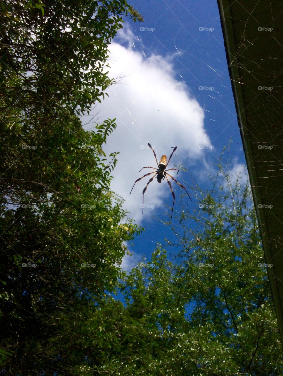 Spider in the sky 