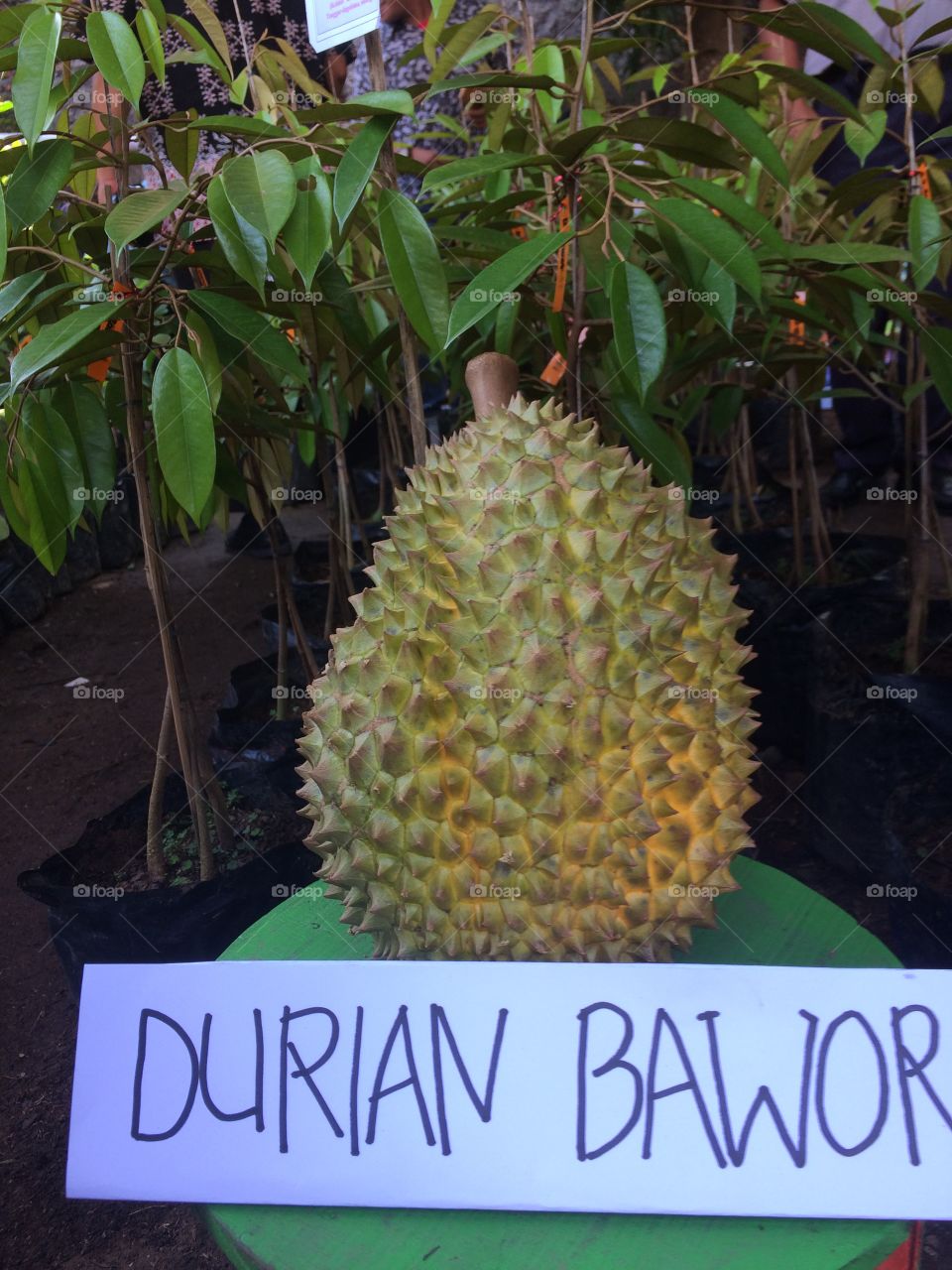 Durian Indonesia ...