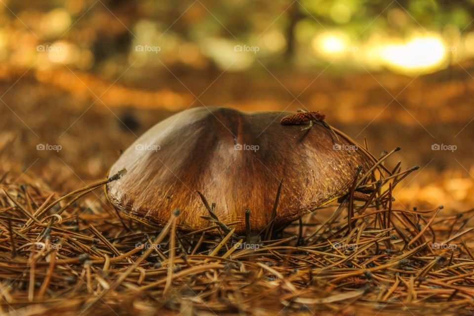 temporada de hongos de pino