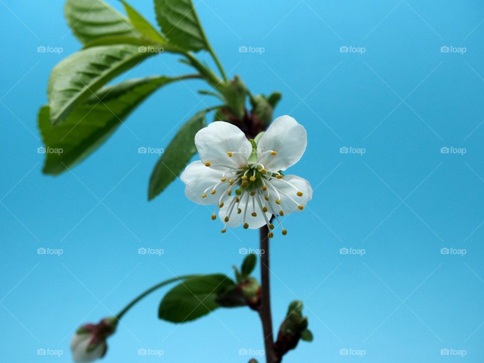 White petals of a blossoming cherry flower.