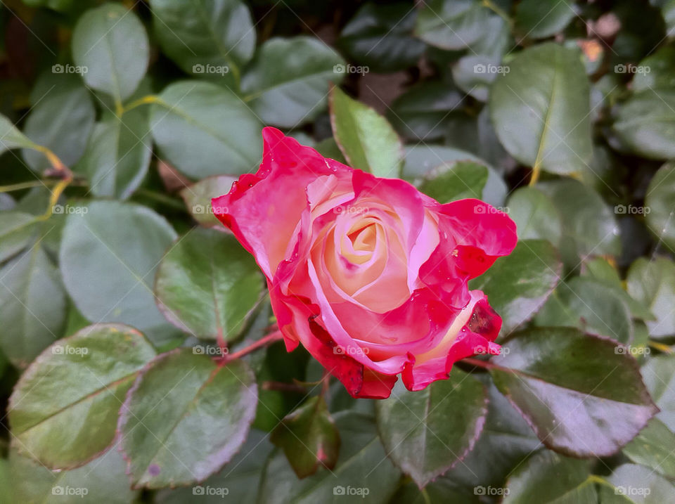 flowers flower germany rose by dryair