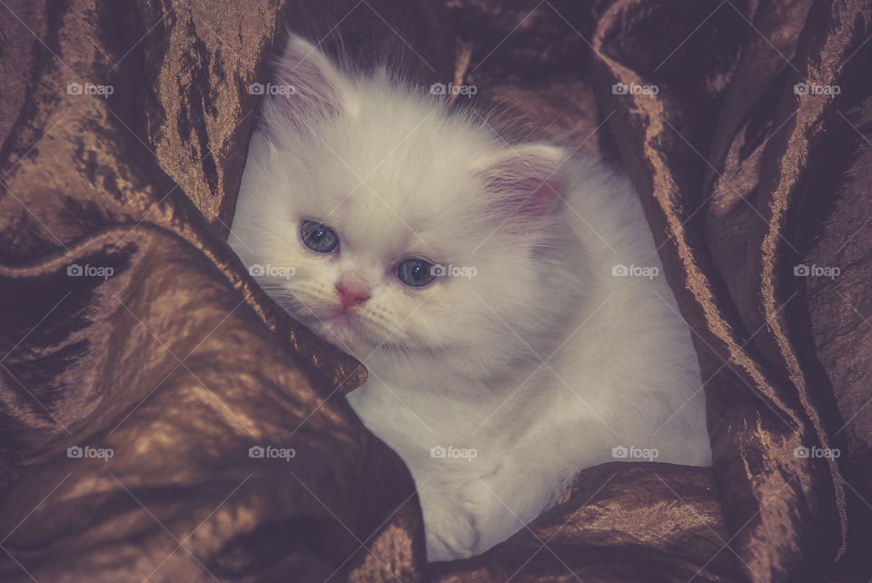 Close-up of cute cat on silk blanket