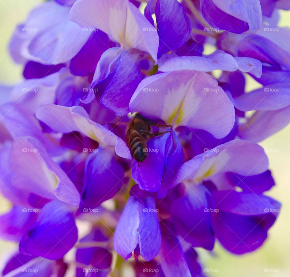 Bee on a flower. 