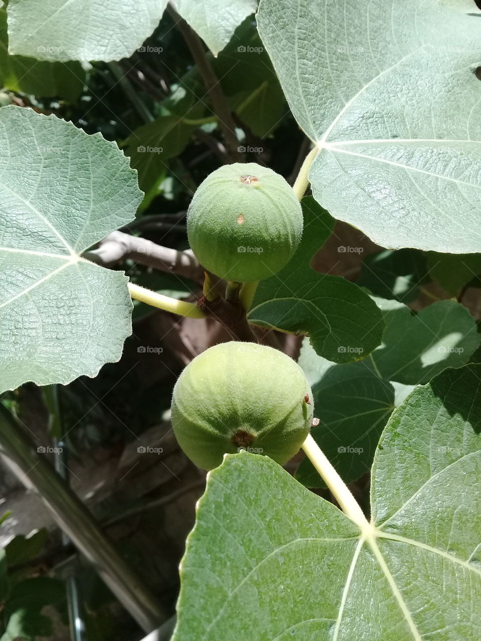 fig