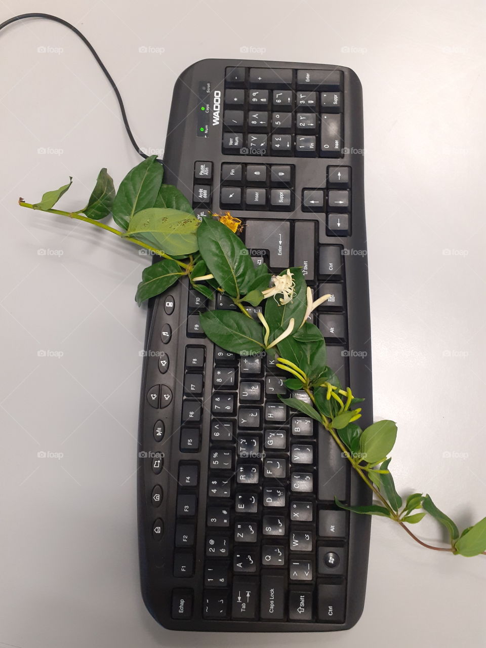 Green leaves of jasmine plants over keyboard