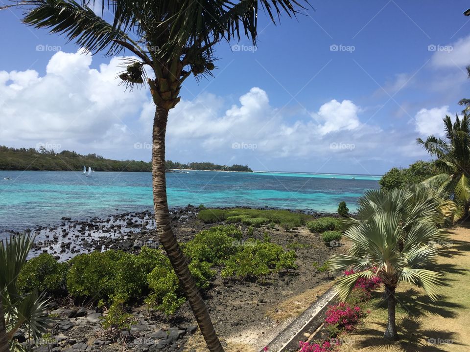 Beautiful view of sea and palm tree