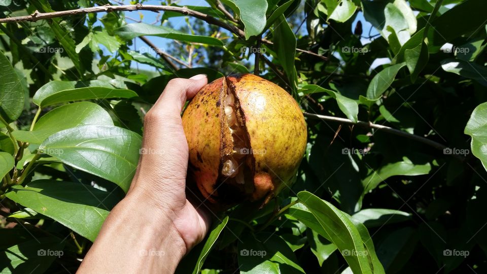 pomegranate fruit