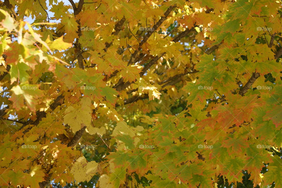 Close-up of autumn tree