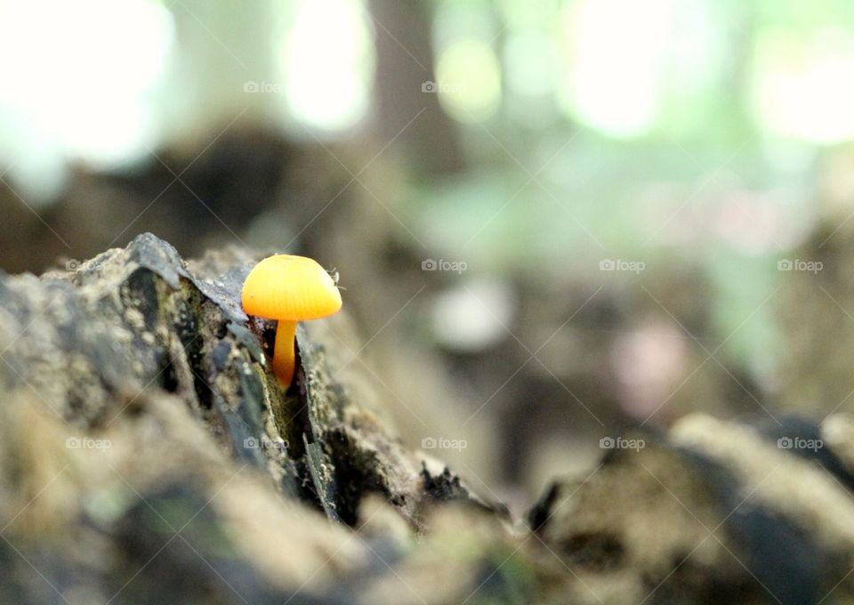 A macro shot of an orange mushroom on a log.
