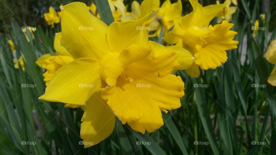 DAFFODIL