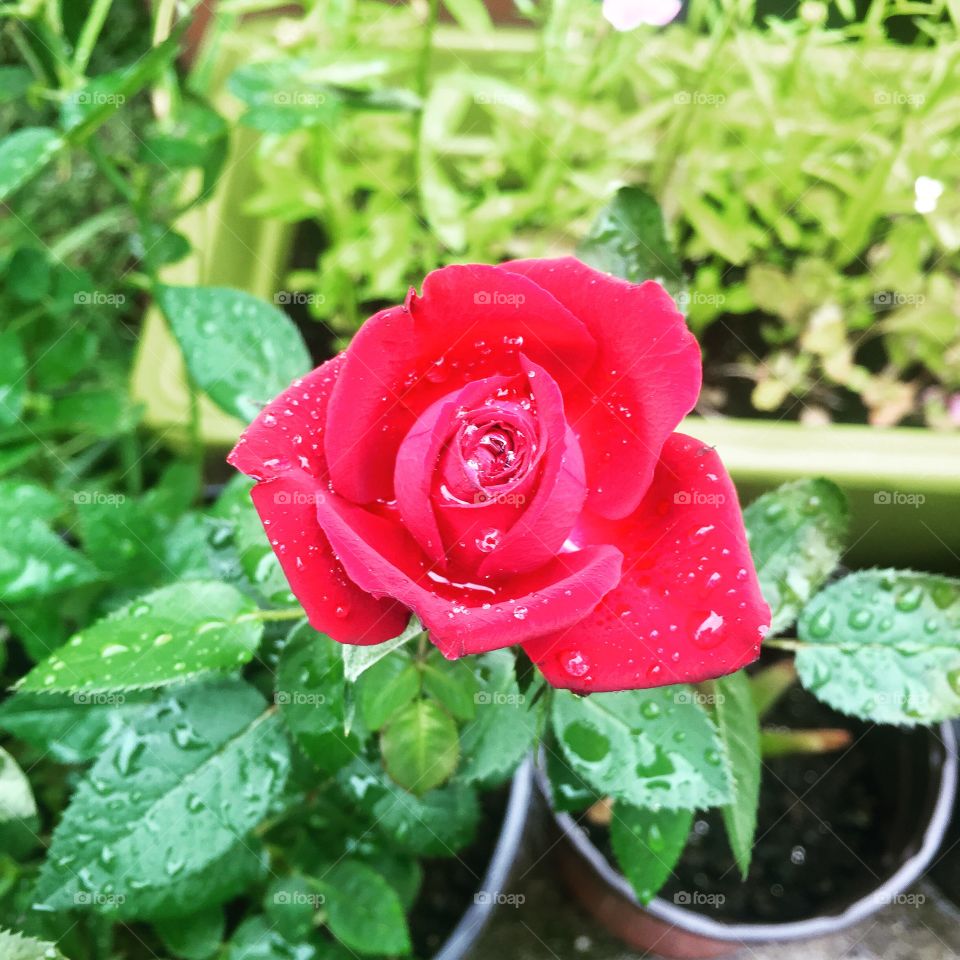 A Garden Rose